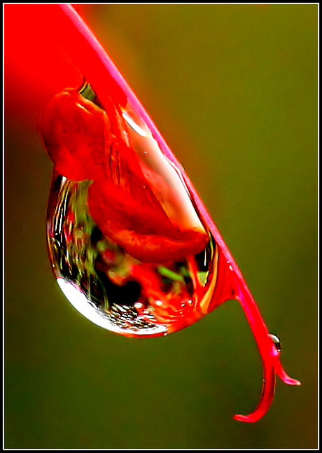 Waterdruppel op een Monardabloem