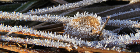 Winter in het kleine