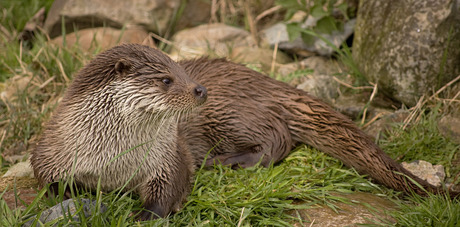 Otter