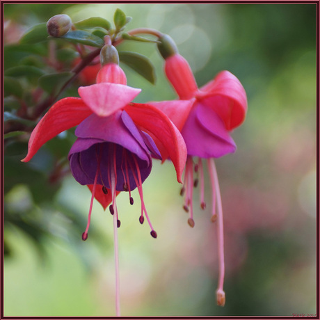 fuchsia