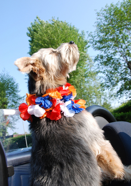 Genieten in de cabrio