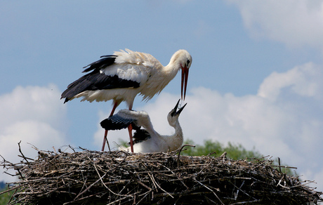 De ooievaar feeds haar kleine