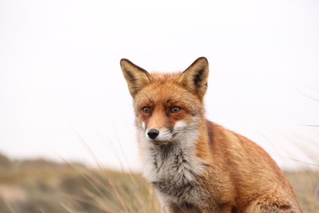 Vos in de duinen