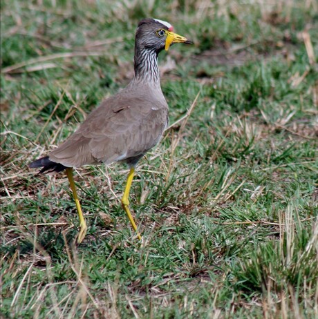 Wattled Plover