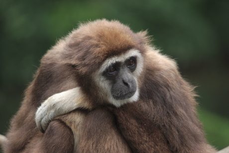 Ouwehands dierenpark