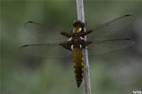 libellula depressa