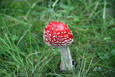 rood met witte stippen