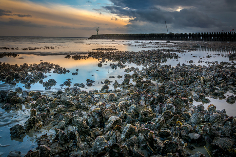 Reflection between the oysters