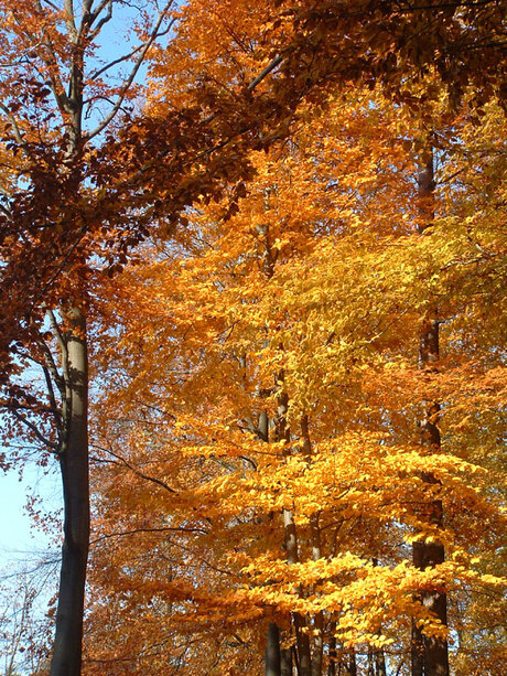 Herfstkleuren