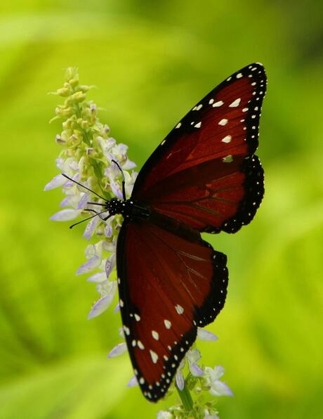 rode vlinder