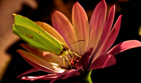 Vlindertje op Bloem