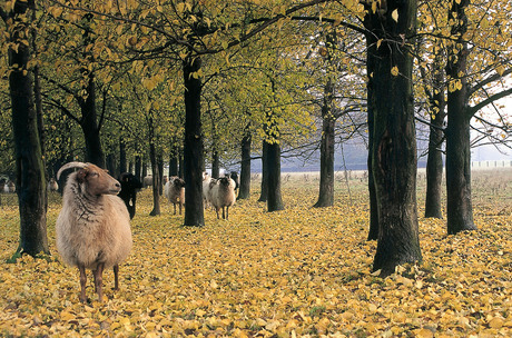 Nieuwsgierig Schaap