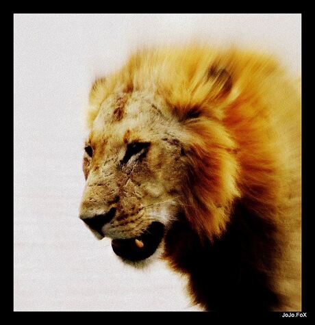 lion head colour