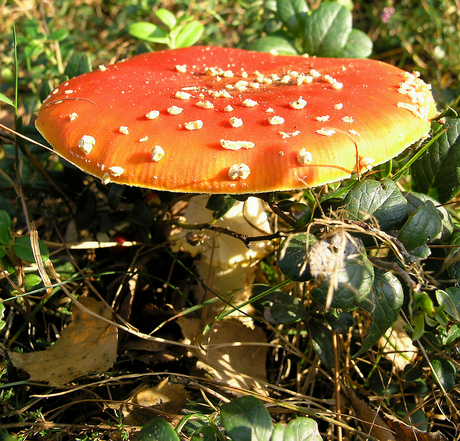 Rood met witte stippen