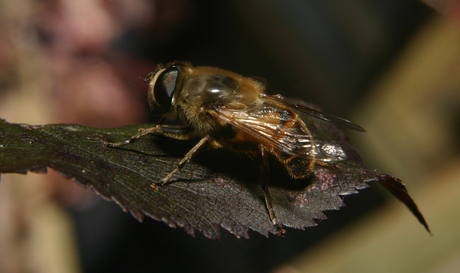 Leaf For Posing