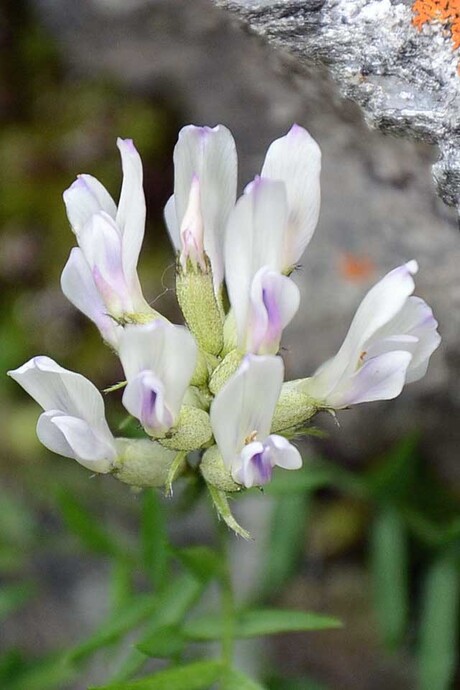 Bloem in de bergen