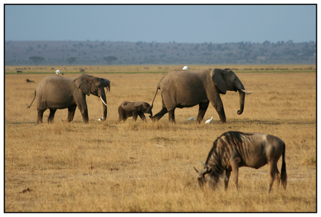Olifanten op pad