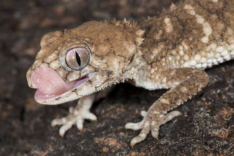 Nephrurus asper (prickly knob-tailed gecko)