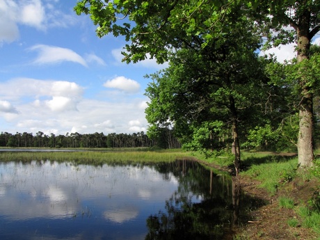 Het Ossengoor in het Chaamse bos