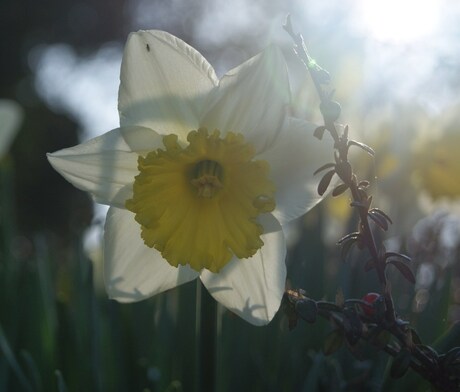 de lente is er weer