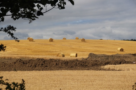 Harvest