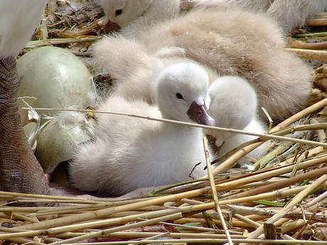 Mooi nestje zwanen (2010) aan de waterkant