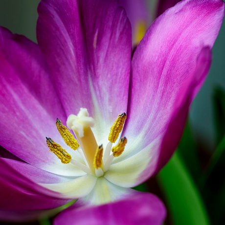 Tulp