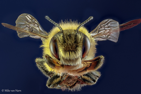 Portret van een honing bij