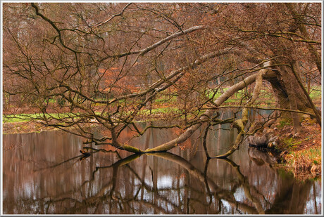 Dorstige boom