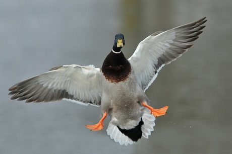 bukken!!!!!!!!!!!!!!!