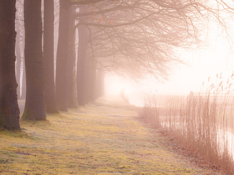 Foggy Morning