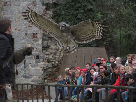 zeer snelle uil die ik net kon fotograferen