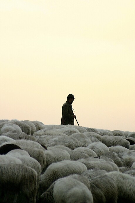 Herder