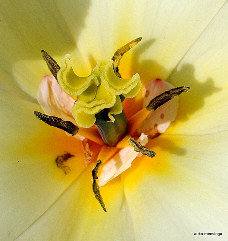 Hart van een bloem