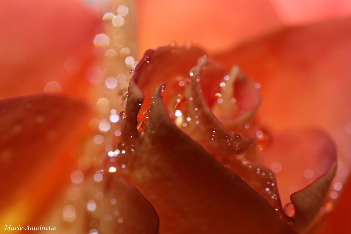 bokeh - Druppels en bokeh - foto door Marie-Antoinette op 27-12-2020 - deze foto bevat: rood, roos, bokeh