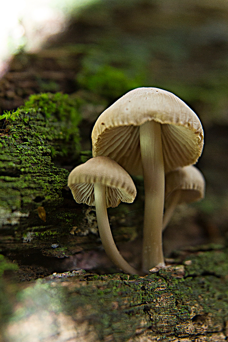 paddenstoelen