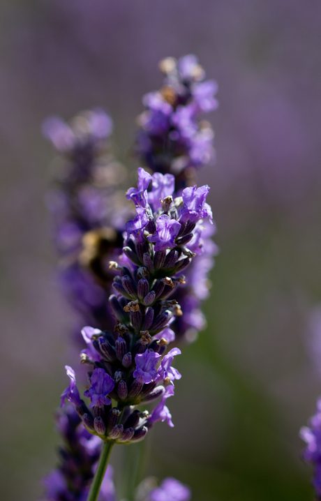 Lavendel Sault