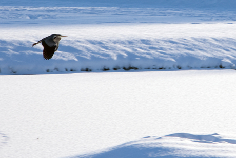 Reiger