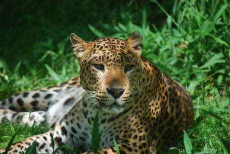 Tijger in Emmen