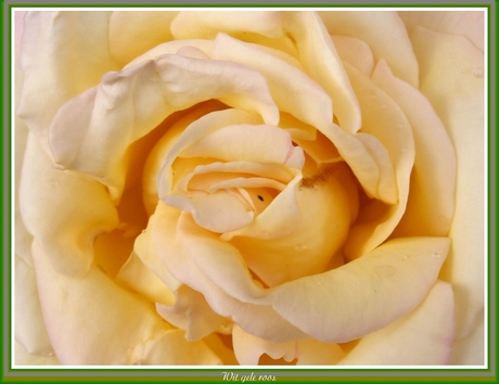 Wit gele roos