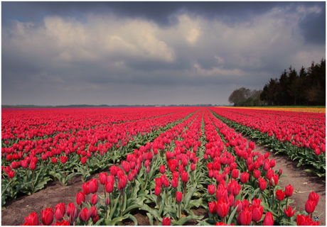 Tulpenbollenvelden in Drenthe