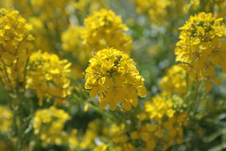 Gele bloemen