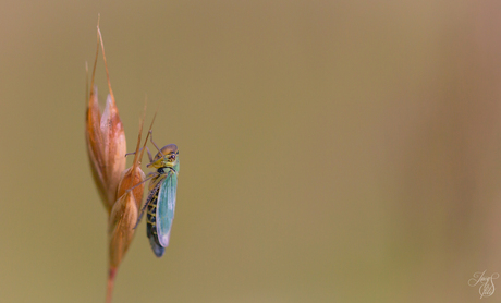 Groene cicade aan de top...