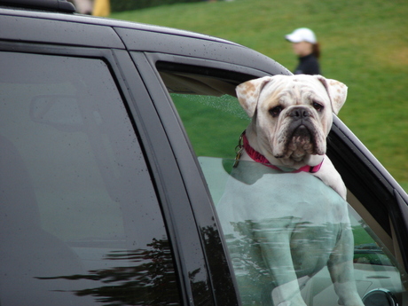 Hond in Maine