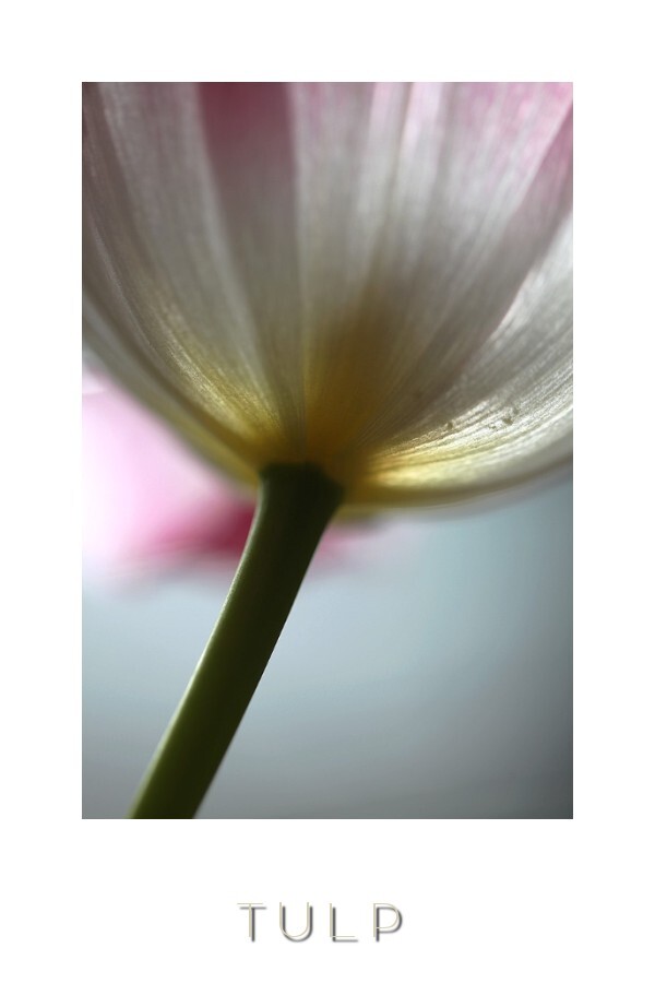 Tulp - tulp - foto door PaVa op 09-04-2011 - deze foto bevat: macro, natuur, tulp, AvAm Photography