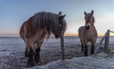 Paarden in een koude ochtend