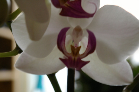 orchidee