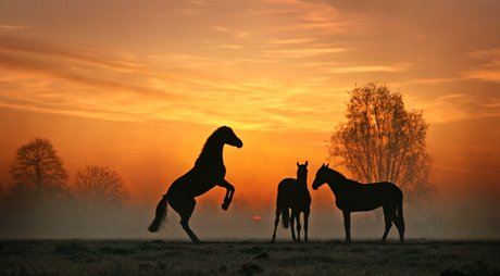 Sunrise horses