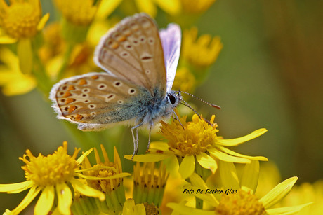 Blauwtje op bloem