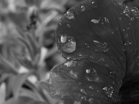 Raindrops Flower